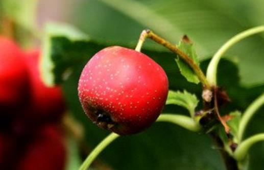 白领人士保护眼睛的五个小窍门 三款护眼茶是养眼佳品
