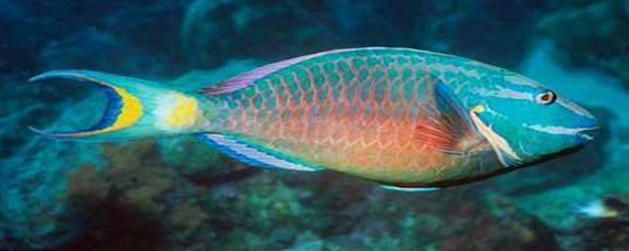 绿色的鱼叫什么名字