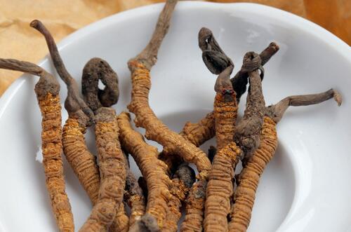 虫草的功效与作用